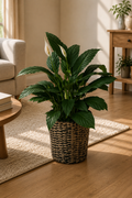 Criss Cross Paper Planter with Peace Lily (12")