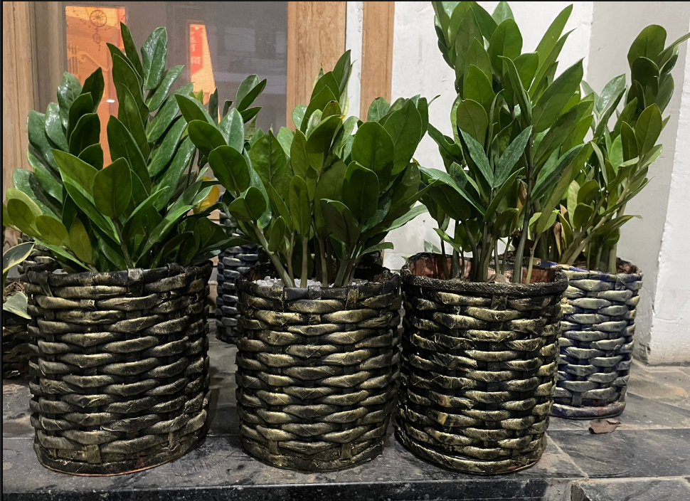 Criss Cross Planter - Set of 3 (4", 6", 8")